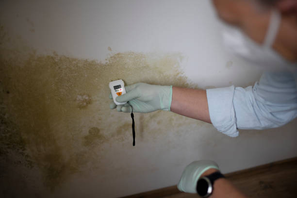 Mold Remediation for Vacation Homes